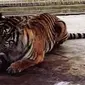 Bonita adalah harimau ketiga di dunia yang jadi objek penelitian terkait perubahan perilaku. (Foto: Dok. BBKSDA Riau/M Syukur)