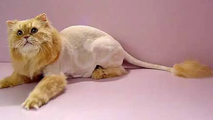 Cepat atau Lambat, Kucing-kucing Ini Akan Menyesal Jadi Kucing