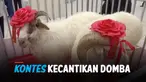 kontes domba