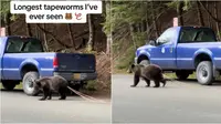 Momen beruang menarik cacing pita panjang dari pantatnya ini viral. (Sumber: TikTok/@markian.b)
