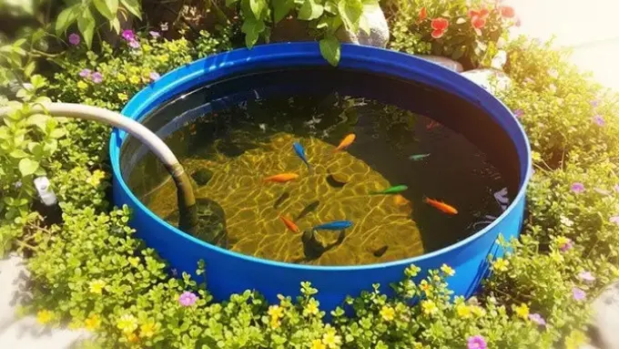 Ilustrasi Kolam Ikan Kecil dari Tong Air (Ilustrasi Gambar oleh AI)