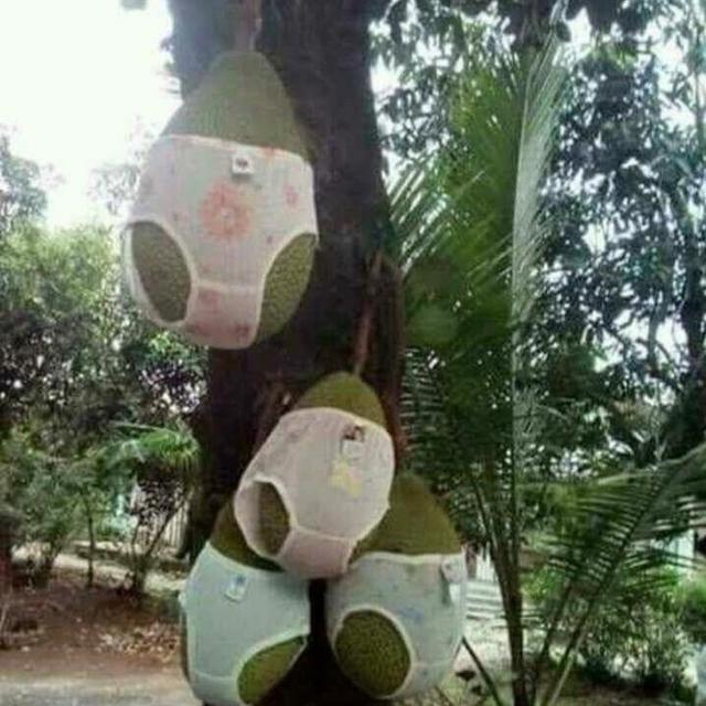 6 Potret Cara Nyeleneh Amankan Buah di Pohon Ini Bikin Ngakak