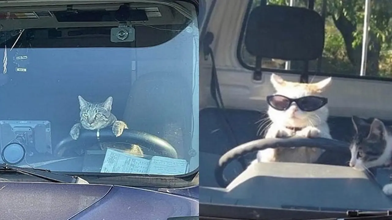 6 Tingkah Kucing Bergaya Bak Sopir Ini Bikin Geleng Kepala
