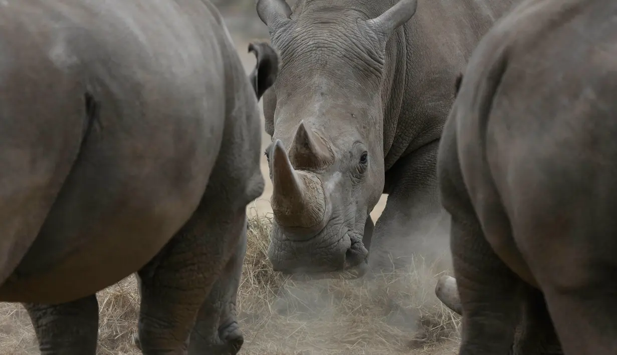 Najin (tengah) satu dari dua badak putih betina terakhir di dunia merumput di Ol Pejeta Conservancy, Laikipia, Kenya, Jumat (2/3). Melalui aplikasi Tinder, para pakar mencari dana mengembangkan program bayi tabung bagi badak. (AP Photo/Sunday Alamba)