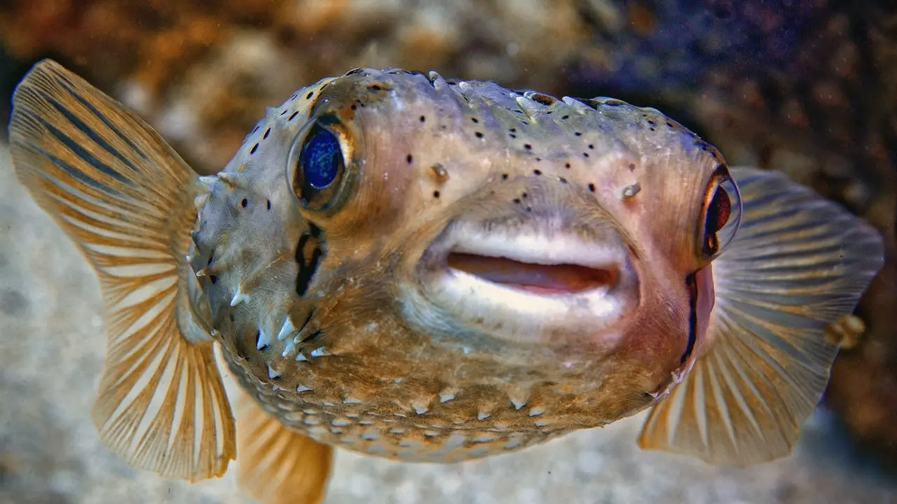 ikan buntal
