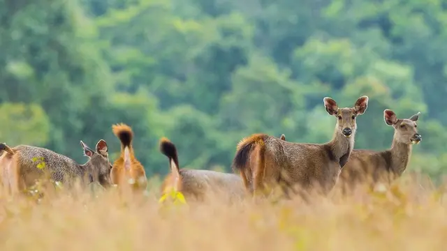 Rusa-rusa yang ada di Taman Nasional Khao Yai, Thailand.