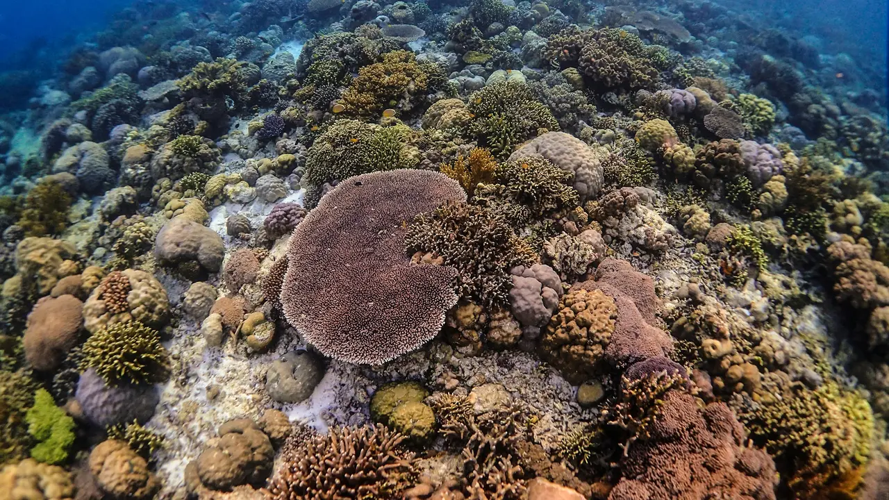 Eksplorasi Wakatobi, Surga Tersembunyi di Sulawesi Tenggara