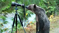 Melihat aksi unik beruang coklat besar menjadi 'fotografer'.