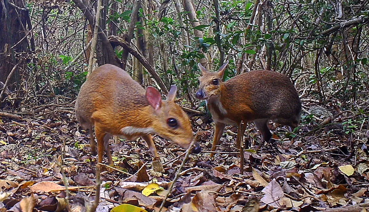 Chevrotain berpunggung perak terekam di salah satu hutan di Vietnam, 6 Juni 2018. Peneliti berhasil mengambil rekaman foto 'tikus-rusa' untuk pertama kalinya sejak diperkirakan punah (Global Wildlife Conservation/Southern Institute of Ecology/Leibniz Institute for Zoo and Wildlife Research/NCNP/AFP)