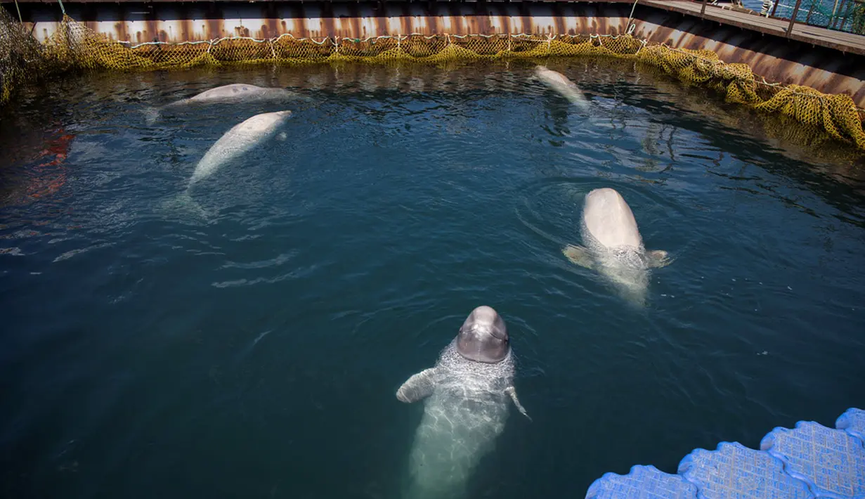 Sejumlah paus beluga berenang dalam fasilitas penampungan di Primorsky, Rusia, Minggu (7/4). Sebanyak 11 orca atau paus pembunuh dan 87 beluga atau paus kepala melon ditampung di fasilitas ini. (Press Service of Administration of Primorsky Krai/Alexander Safronov/Handout via Reuters)