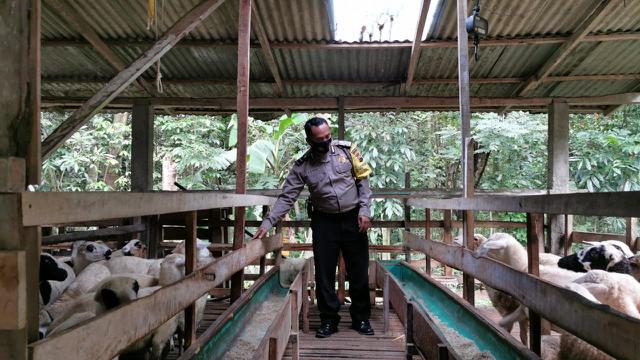 Polisi dan PNS Polri di Polres Pemalang yang hendak memasuki masa purna tugas dibekali kemampuan berwirausaha peternakan domba. (Foto: Liputan6.com/Humas Polres Pemalang)