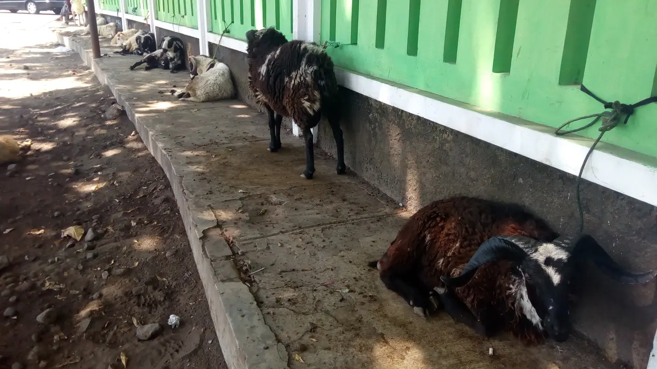 Deretan domba  Garut jelang Idul Adha