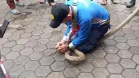Petugas Damkar Kota Cirebon saat evakuasi ular king kobra yang keluar dari paket eksepedisi. Foto (Liputan6.com / Panji Prayitno)