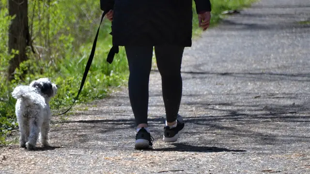 Ilustrasi Dog Walker