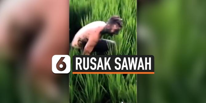 VIDEO: Demi Viral, Bule Nyebur dan Rusak Sawah Milik Warga