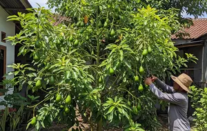 9 Cara Merangsang Pohon Alpukat agar Cepat Berbuah dan Panen Lebat