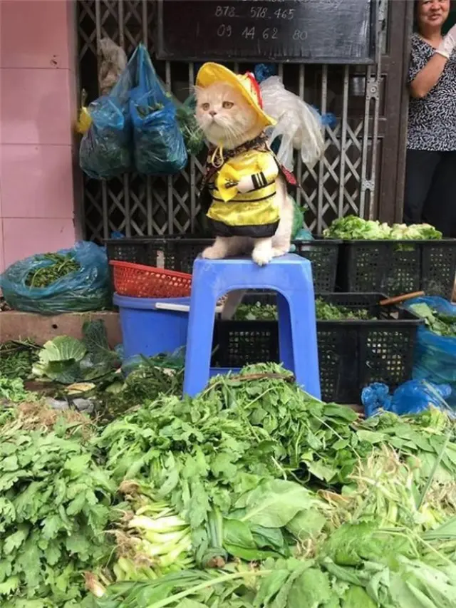 facebook.com/ngongiolangthangviem/ntn