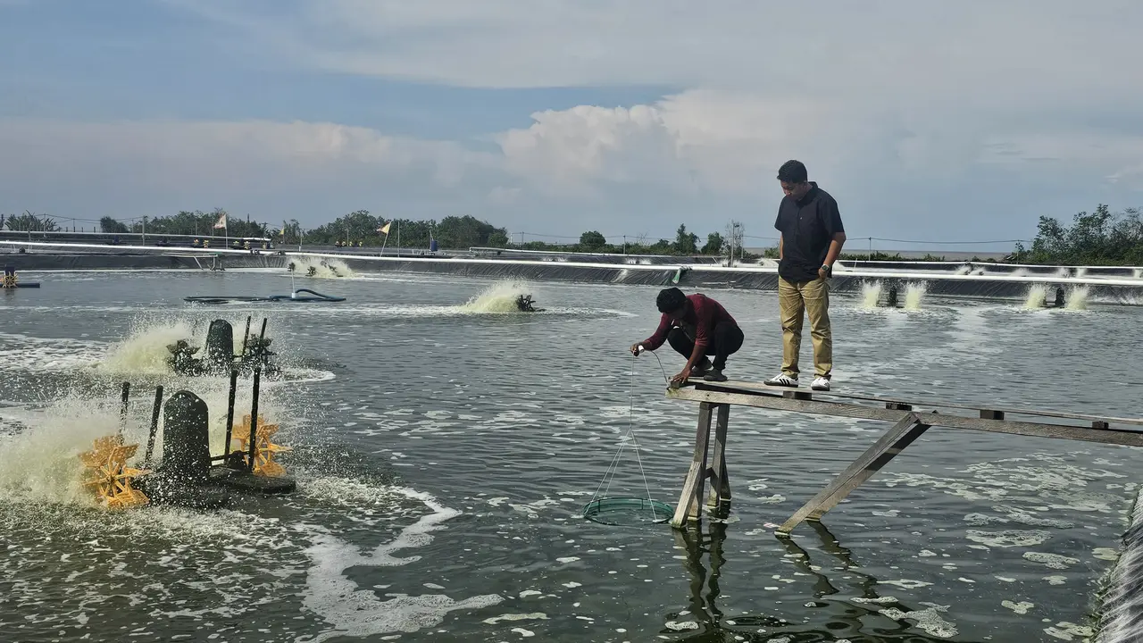 Jaksa dari Kejari Bengkalis mengecek tambak udang laut yang menggunakan kawasan hutan bakau.