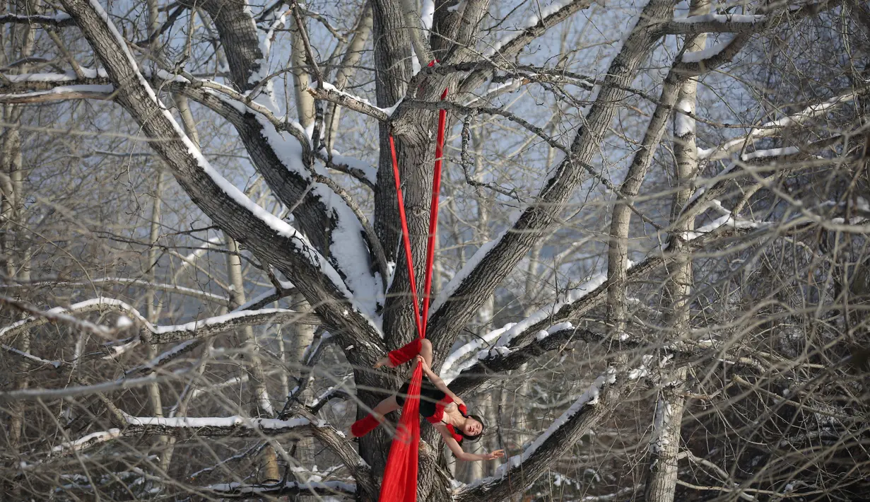 Penari berkostum Santa Claus melakukan aksi di sebuah pohon di Mohe, Provinsi Heilongjiang, China, Jumat (23/12). Dengan suhu mencapai minus 37 derajat Celcius penari ini tetap semangat menari menyambut perayaan Natal. (REUTERS/Stringer)