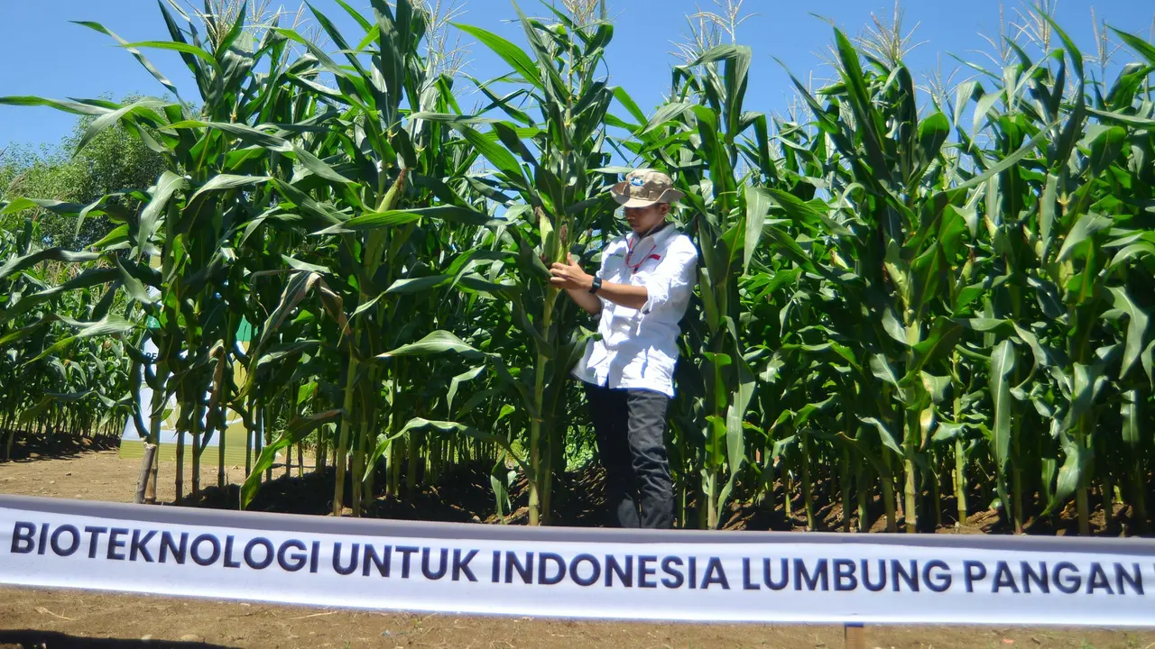 Benih Jagung Bioteknologi dengan Keunggulan Ganda