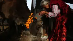 Umat Hindu Nepal melakukan ritual pemujaan kepada seekor sapi selama festival Tihar di Kathmandu, 28 Oktober 2019. Sapi dianggap suci oleh umat Hindu dan disembah selama festival Tihar, salah satu festival paling penting yang dipersembahkan untuk Dewi kekayaan Laxmi. (AP/Niranjan Shrestha)