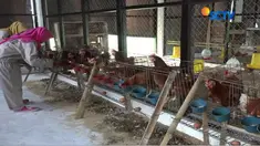 Proses inseminasi dilakukan seperti pada sapi. Sperma diambil dari ayam buras jantan pilihan yang berbobot di atas 2 kilogram.