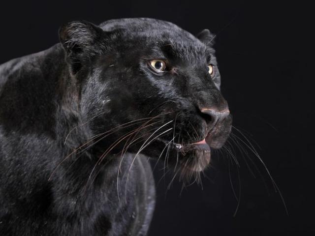 viral penampakan black panther di india