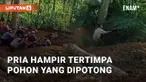 Detik-detik seorang pria nyaris tertimpa pohon tumbang terekam. Sekelompok pria terlihat menarik sebuah pohon hingga tumbang