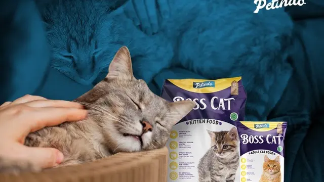 Raup Keuntungan Tinggi, Bisnis Pet Shop Bisa Jadi Pilihan di Tengah Pandemi