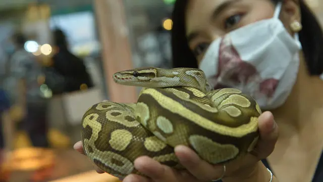 Sanca Bola (Ball Python)