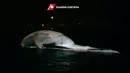 Bangkai paus berukuran besar di pelabuhan Sorrento saat ditarik oleh penjaga pantai Italia menuju pelabuhan Napoli pada Rabu (20/1/2021). Bangkai paus dari perairan lepas pantai Italia selatan itu "mungkin salah satu yang terbesar" yang pernah ditemukan di Mediterania. (HO/GUARDIA COSTIERA/AFP)