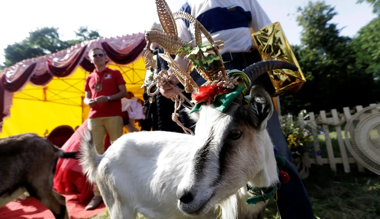 Seekor kambing bernama Demyte, menjadi pemenang kontes kecantikan kambing di Ramygala, Lithuania, Minggu (26/6). Kambing-kambing milik warga didandani secantik mungkin dengan aneka hiasan dan pakaian khas Lithuania. (REUTERS/Ints Kalnins)