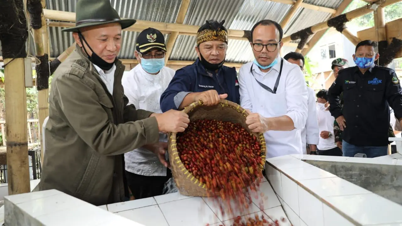 Menteri Koperasi dan UKM Teten Masduki panen kopi. (Dok Kemenkop)