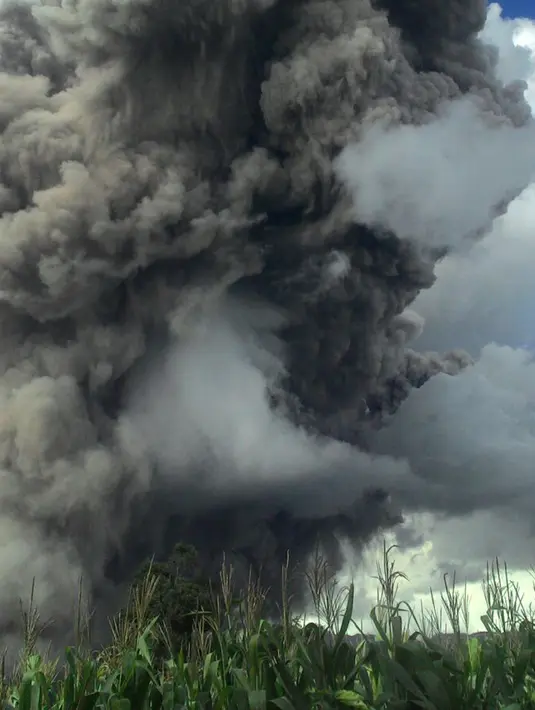 Kepulan asap membubung tinggi akibat erupsi Gunung Sinabung di Kabupaten Karo, Provinsi Sumatera Utara, Rabu (27/12). Akibat erupsi ini ribuan penduduk sekitar terkena dampak langsung hujan abu vulkanik. (Liputan6.com/Pool/BNPB)