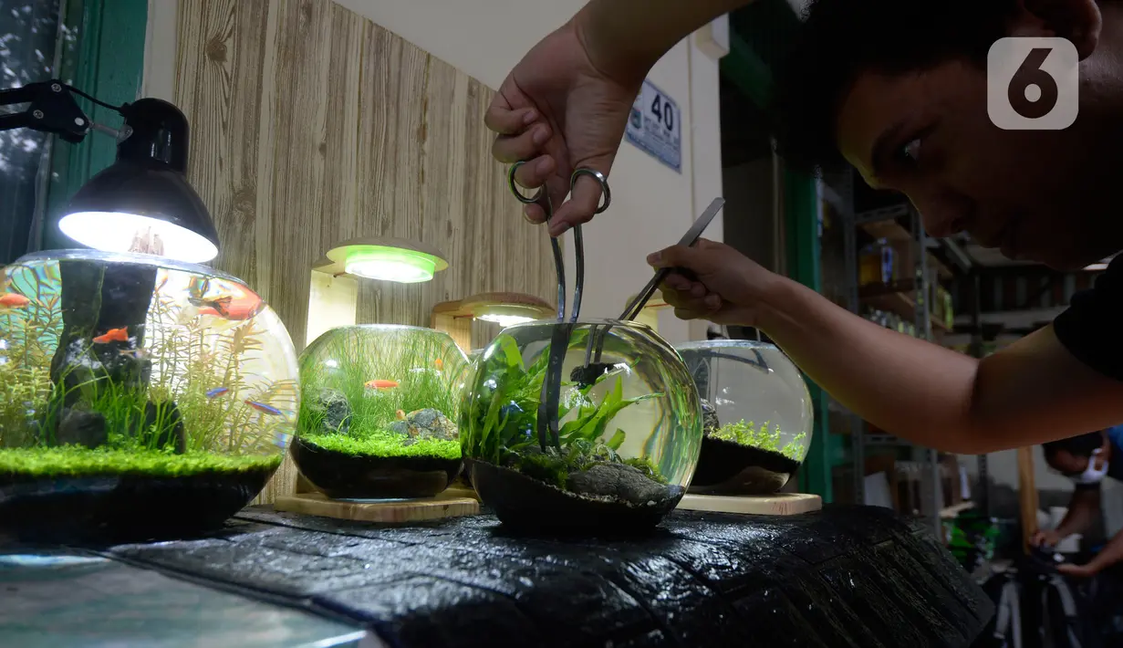 Perajin, Argi Gumilar (27) menyelesaikan pesanan aquascape mini air tawar di Cipayung, Ciputat, Tangerang Selatan, Kamis (5/11/2020). Di masa pandemi, Argi Gumilar menggeluti pembuatan aquarium mini sudah empat bulan ini yang dijual dengan harga Rp 250 hingga Rp 600 ribu. (merdeka.com/Dwi Narwoko)