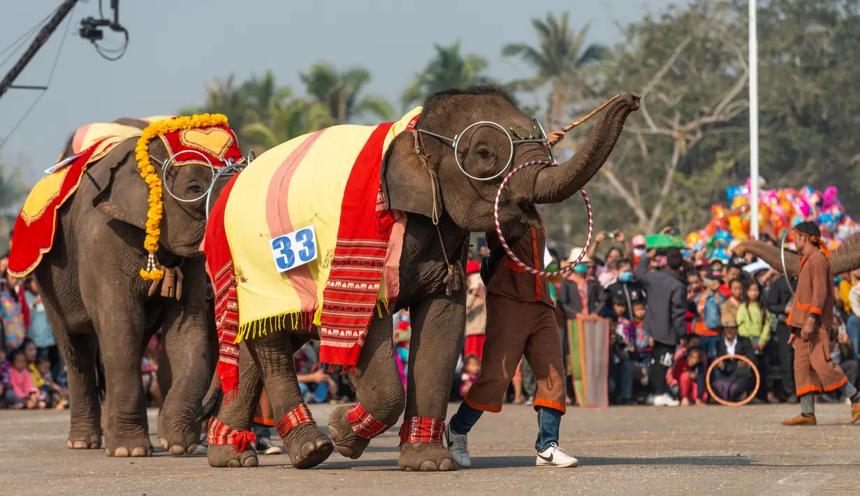 Kawanan gajah menyuguhkan tarian di Festival Gajah 2020 yang digelar di Provinsi Xayaboury, Laos utara, pada 22 Februari 2020. Festival tahunan yang kali ini berlangsung dari 22 Februari hingga 28 Februari tersebut telah diadakan sejak 2007 di Provinsi Xayaboury. (Xinhua/Kaikeo Saiyasane)