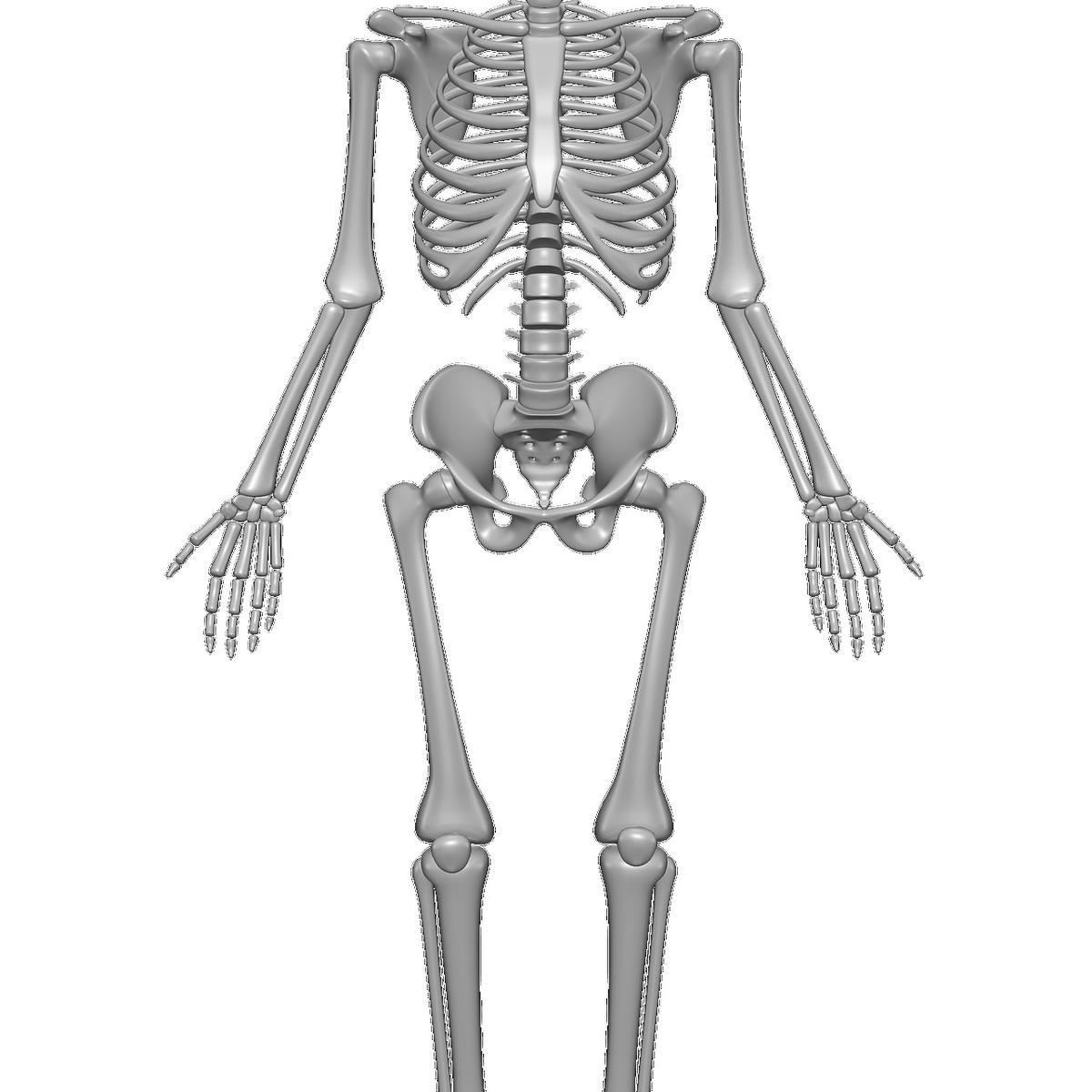 Tulang tengkorak merupakan tulang yang memiliki bentuk ....