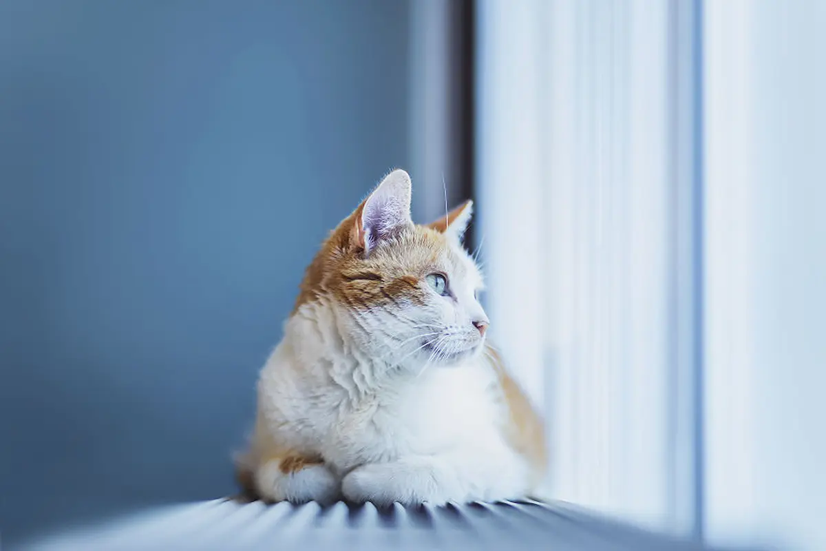 Meongers? Ini Segudang Fakta Menarik tentang Kucing