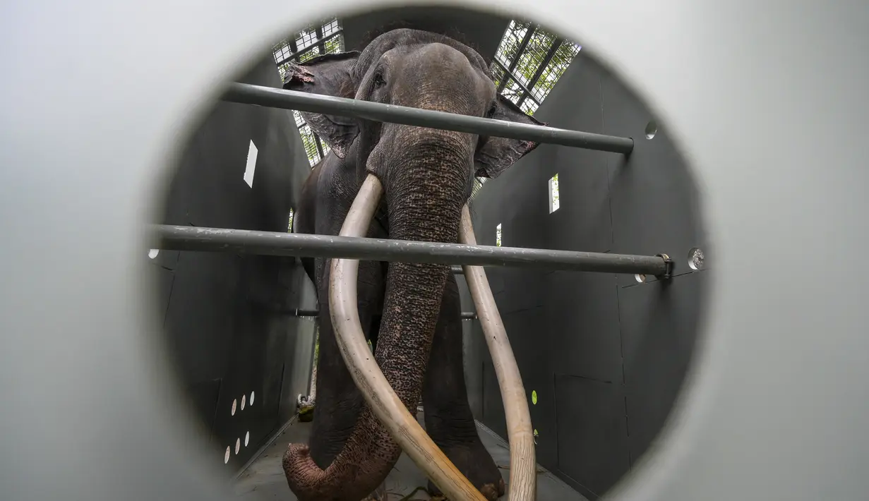 Muthu Raja meninggalkan Kolombo dengan penerbangan reparasi komersial yang menurut para pejabat Thailand menelan biaya 700.000 dolar AS atau senilai Rp10 miliar. (Ishara S. KODIKARA / AFP)