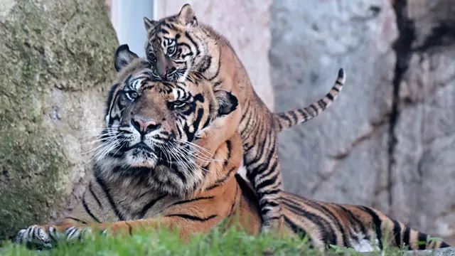Anak Harimau Sumatera Tampil Perdana di Kebun Binatang Roma