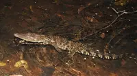 Begini Langkah Pemkab Kutai Timur Jaga Ekosistem Lahan Basah Mesangat Suwi