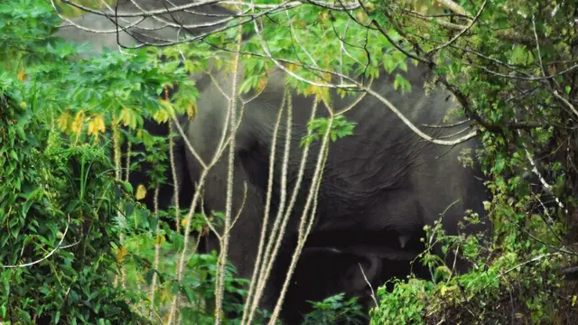 Anak Gajah Seruni Akhirnya Lahir di Balai Raja