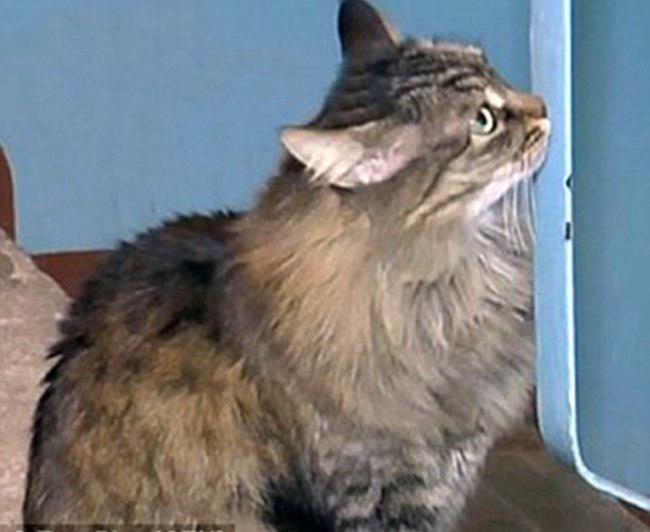 Semua warga flat di Obinsk, Rusia menyayangi Marsha | foto: copyright dailymail.co.uk