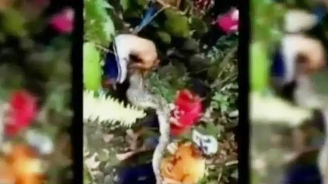 Penangkapan Ular Piton di Mamuju