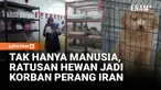 Konflik di Timur Tengah membuat banyak warga terpaksa meninggalkan hewan peliharaan mereka. Klinik hewan di Oman kini kewalahan menampung ratusan hewan yang terlantar dan membutuhkan adopsi.