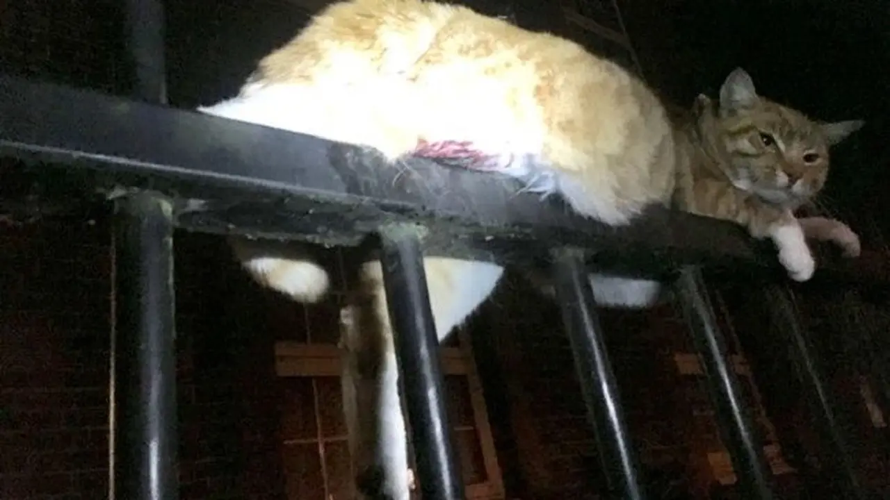 Ajaib, Kucing Ini Selamat Setelah Tertusuk 3 Tiang Pagar Besi