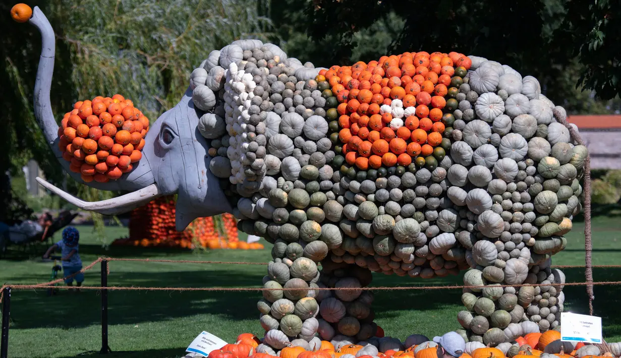 Patung gajah dari labu terlihat dalam pameran hortikultura Erfurt Garden Construction Exhibition di sebuah taman di Erfurt, Jerman, Selasa (3/9/2019. Patung-patung dalam pameran labu musim gugur tersebut dibuat oleh tukang kebun. (AP Photo/Jens Meyer)