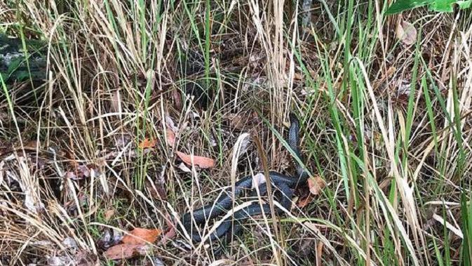 Foto ular yang ada di tengah semak belukar itu diunggah oleh kelompok Sunshine Coast Snake Catchers dan menarik perhatian pengguna media sosial (Facebook.com/Sunshine Coast Snake Catchers)