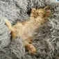 Kucing oren (Sumber: Boredpanda)