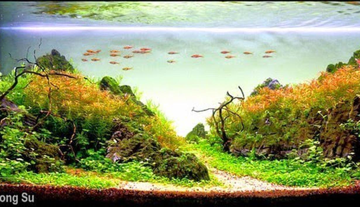 Juara Aquascape Indonesia - Aquascape Ideas